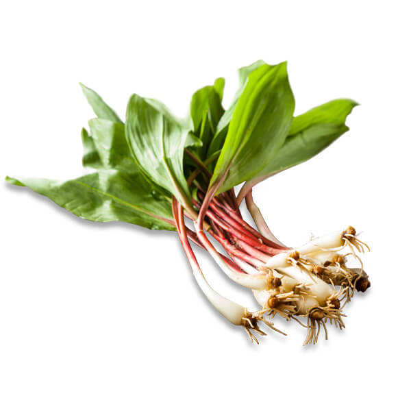 Ramps Ramps