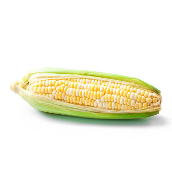 Bi-Color Corn on the Cobb Bi-Color Corn on the Cobb
